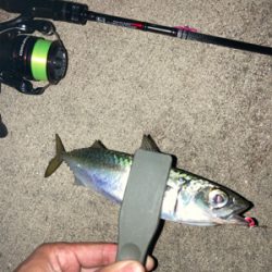 ボトムでアジ連発！