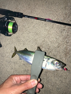 ボトムでアジ連発！