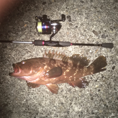 太刀魚釣れ出してるみたいです‍…