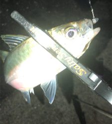 アジングナイト(向かい風)