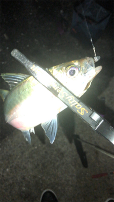 アジングナイト(向かい風)