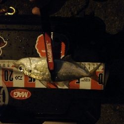 南港アジング　渋くなってきました。