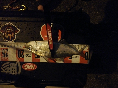 南港アジング　渋くなってきました。