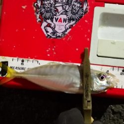 アジング練習  225  鱗付け作戦 Revo ALX THETA 1000S