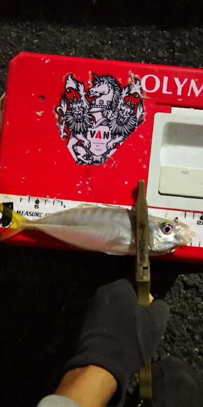 アジング練習  225  鱗付け作戦 Revo ALX THETA 1000S