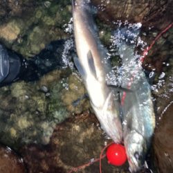 朝マズメにランカーヒラスズキ!!