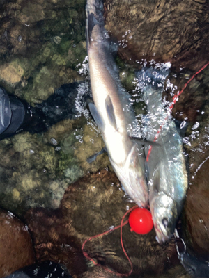 朝マズメにランカーヒラスズキ!!