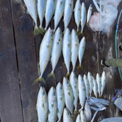 ルンルンルンゴ♪(ジギング)