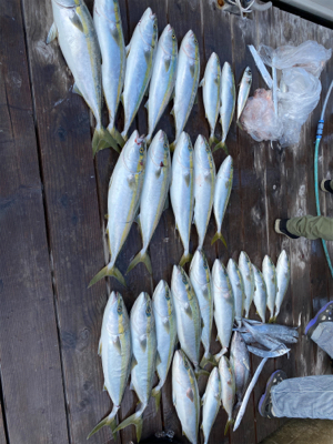 ルンルンルンゴ♪(ジギング)