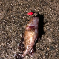 アジング練習のはずが