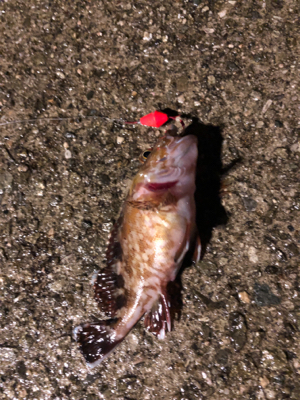 アジング練習のはずが