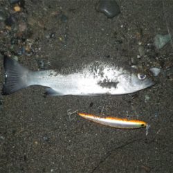 シーバスくん！