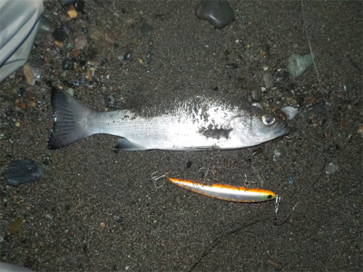 シーバスくん！