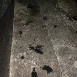 アオリイカ胴長29センチ