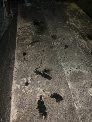 アオリイカ胴長29センチ