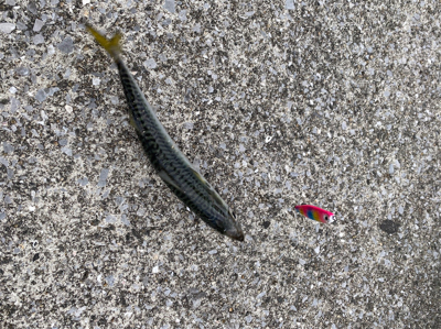 今年最後に‼︎