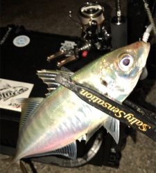 アジングナイト(寒かった)