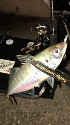 アジングナイト(寒かった)