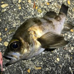 メバルはいるかな？