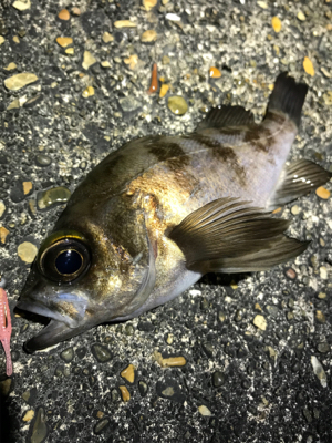 メバルはいるかな？