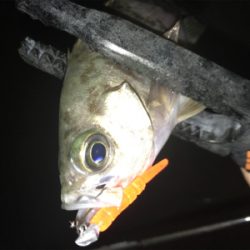 潮の動きは大事だねアジング