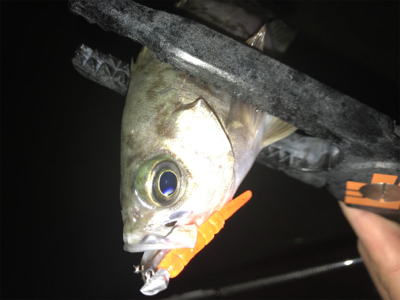 潮の動きは大事だねアジング