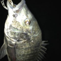 ランカーを求めて