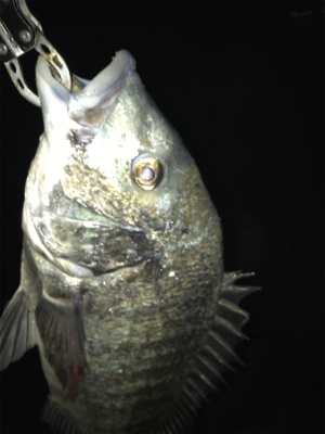 ランカーを求めて