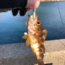 ネバってサゴシゲット