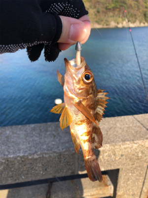 ネバってサゴシゲット