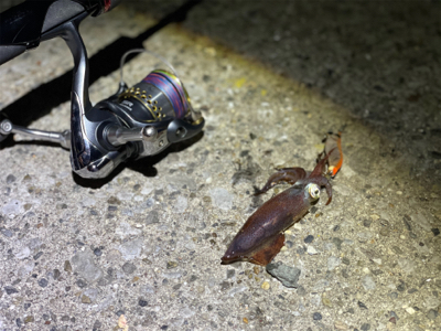 ヒイカ　エギング