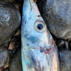 タチウオ爆釣!!指4サイズ連発!!