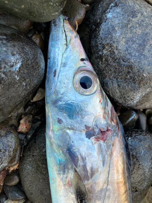 タチウオ爆釣!!指4サイズ連発!!