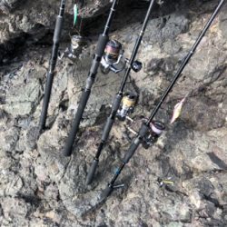 安定のアオリイカ