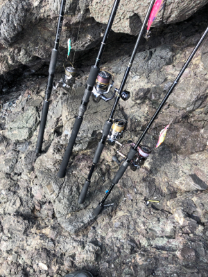 安定のアオリイカ