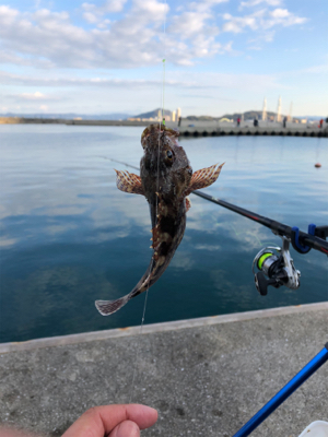 クサフグまみれ