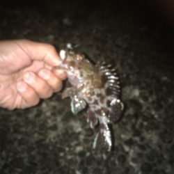 今日はアジあんまりでした〜