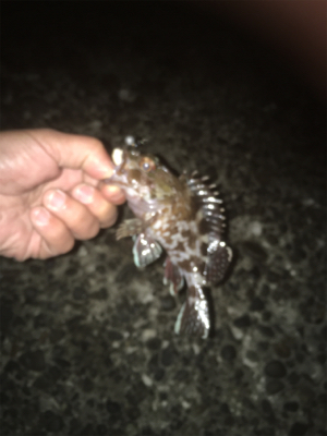 今日はアジあんまりでした〜