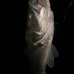 頭からがっぽり