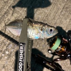 リールオーバーホール後のアジ・サバ