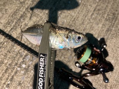 リールオーバーホール後のアジ・サバ