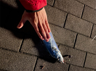 久々のタッチポン