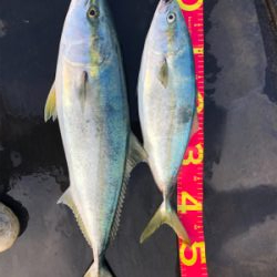 昼間のスーパーナブラ!!