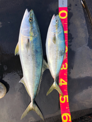 昼間のスーパーナブラ!!