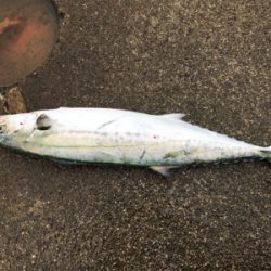 カタクチイワシだらけ