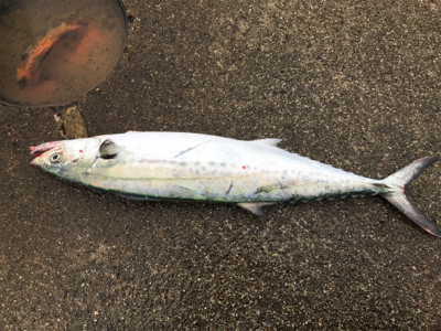 カタクチイワシだらけ