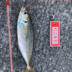 ブルーキング　最終日！