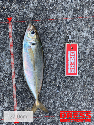 ブルーキング　最終日！