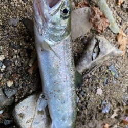 芥川　エリアトラウト