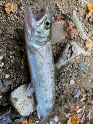 芥川　エリアトラウト